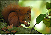 Red Squirrel - Red Squirrel