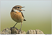 Stonechat - Female Calling Stonechat