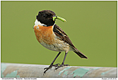 Stonechat - Stonechat With Two Caterpillars