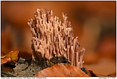 Strict-branch Coral - Strict-branch Coral