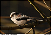 Long-tailed Tit - Long-tailed Tit