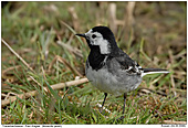 Pied Wagtail - Pied Wagtail