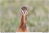 Black-tailed Godwit - Black-tailed Godwit