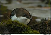 Dippers - Water-Insects