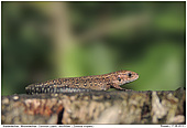 Common Lizard - Common Lizard