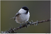 Willow Tits - Willow Tit