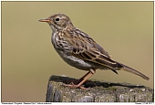 Meadow Pipit - Meadow Pipit