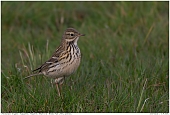 Meadow Pipit - Meadow Pipit