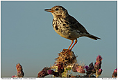 Meadow Pipit - Meadow Pipit