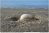 Common Cockle - Common Cockle at the Beach