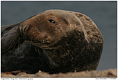 Gray Seal - Gray Seal