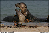 Gray Seal - Gray Seals