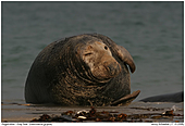 Gray Seal - Gray Seal is relaxing on the beach