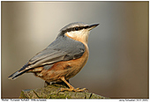 Eurpean Nuthatch - European Nuthatch