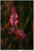 Red Campion - Red Campion