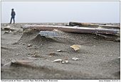 Common Razor Shell - Common Razor Shell at the Beach