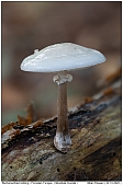 Porcelain Fungus - Porcelain Fungus