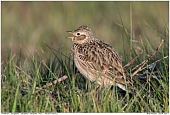 Skylark - Skylark