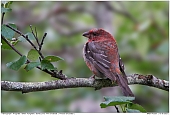 Pine Grosbeak - Pine Grosbeak