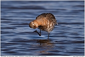 Black-tailed Godwit - Black-tailed Godwit Scratching Itself