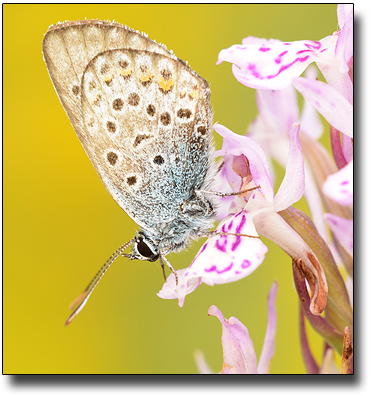 Foto : Nikon D7000 + Tamron 180mm 3,5