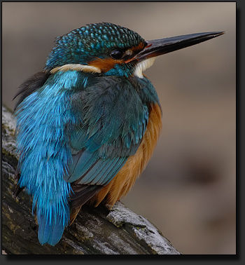 Foto : DSLR + Kowa TSN-PZ + Spektiv Kowa TSN-884