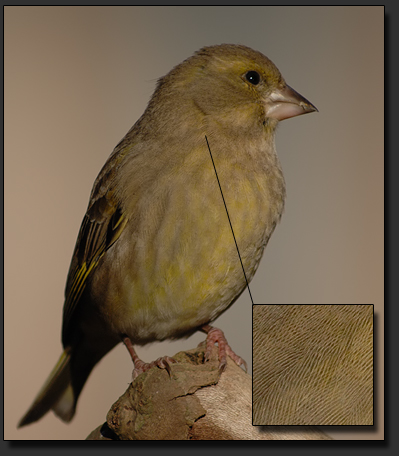 Photo : DSLR + Photo Attachment Adapter Kowa TSN-PZ + Kowa Prominar TSN-884