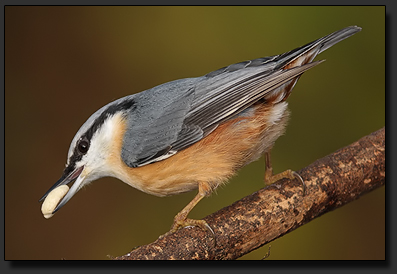 Foto : DSLR + Photo Attachment Adapter Kowa TSN-PZ + Kowa Prominar TSN-884