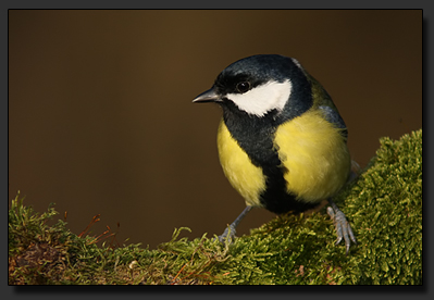 Foto : DSLR + Photo Attachment Adapter Kowa TSN-PZ + Kowa Prominar TSN-884 + Speedlite 580EX