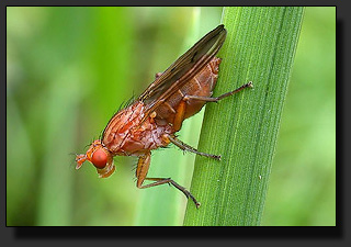 Dungfly