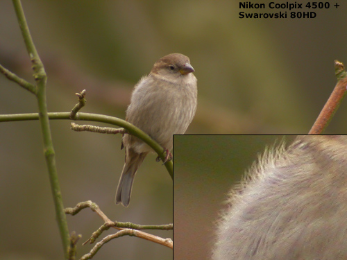 Digiscoping : Nikon Coolpix 4500 + Swarovski 80HD Spotting Scope