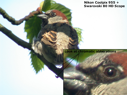 Digiscoping : Nikon Coolpix 995 + Swarovski 80HD Spotting Scope