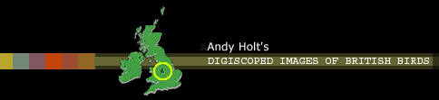 Andy Holt's Digiscoped Images Of British Birds