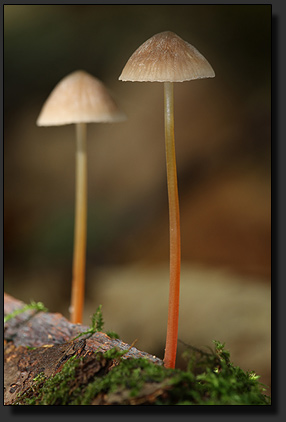 Fungus - Saffrondrop Bonnet