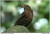 Blackbird - Female Blackbird with worm