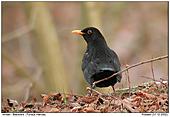 Blackbird - Blackbird in the Winter