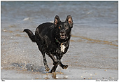 Dog - Fun at the beach