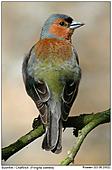 Chaffinch - Chaffich Portrait