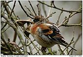 Brambling - Male Brambling