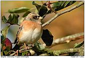Brambling - Brambling in an apple tree