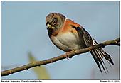 Brambling - Relaxing in the winter sun