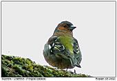 Chaffinch - On the roof