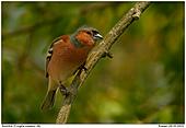 Chaffinch - Chaffinch (Male)