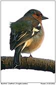 Chaffinch - Against the light