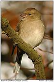 Chaffinch - The Female