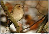 Chaffinch - Weiblicher Buchfink