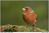 Chaffinch - Chaffinch