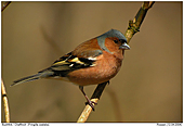 Chaffinch - Sometimes