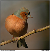 Chaffinch - Chaffinch