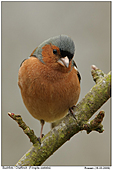 Chaffinch - Male Chaffinch